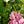 Pink Hydrangea