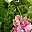 Pink Hydrangea