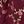 Burgundy Floral