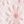 Pink White Flower