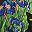 Irises Garden Cats Pot