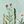 Pale Green