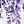 Eucalyptus Purple
