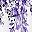 Eucalyptus Purple