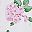 Pink Flower