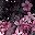 Cherry Blossoms