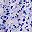 Floral Purple