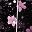 Black Pink Sakura