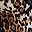 Black Leopard