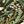 Ink Moss Green