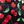 Black Cherry