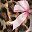 Black Brown Bow Pink