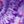 Orchid Purple