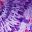 Orchid Purple