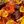 Golden Harvest