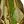 Gold Tone Green