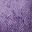 Purple Orchid