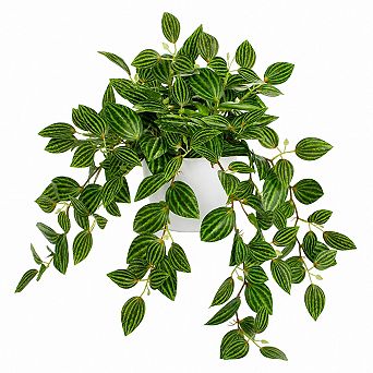 17.7 Inch Artificial Watermelon Peperomia Potted Silk Faux Plant For Indoor Decor