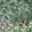 Blue Green