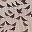 Bird Print