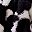 Cow Black