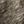 Browngrey