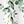 Eucalyptus Sage Green