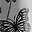 Butterfly Grey