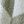 Beige Green