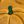 Mustard Yellow Green