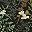 Vintage Black Sage
