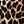 Leopard Print