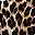 Leopard Print