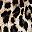 Leopard Print