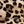 Brown Leopard