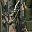 Camo Woodland