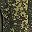 Green Camo