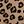 Classic Leopard