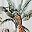 Wild Safari