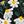 Black Daisy