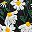 Black Daisy