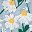 Blue Daisy