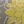 Yellow Grey