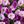 Purple Lotus