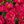 Rose Red