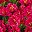 Rose Red