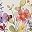 Colorful Wild Flowers