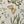 Wild Floral A