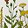 Wildflowers C