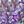 White Purple